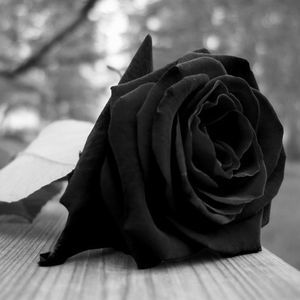 Meet your Posher, Arturo